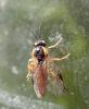 Euura melanocephala